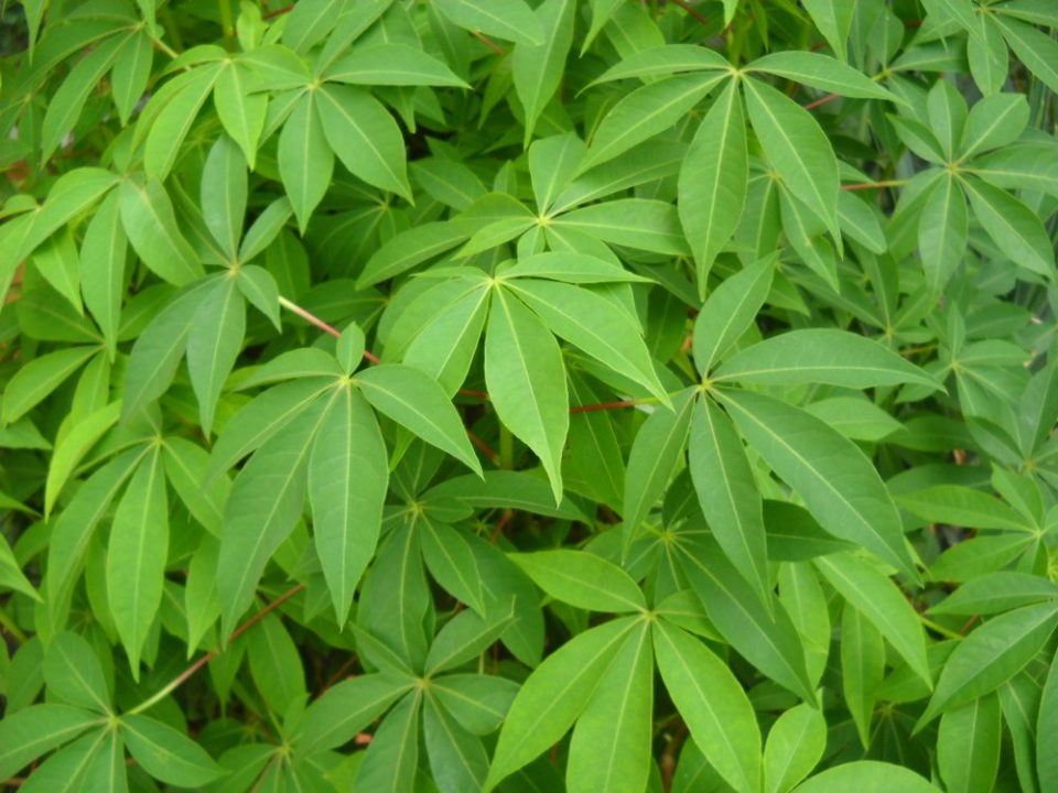 Manfaat Besar Daun Singkong
